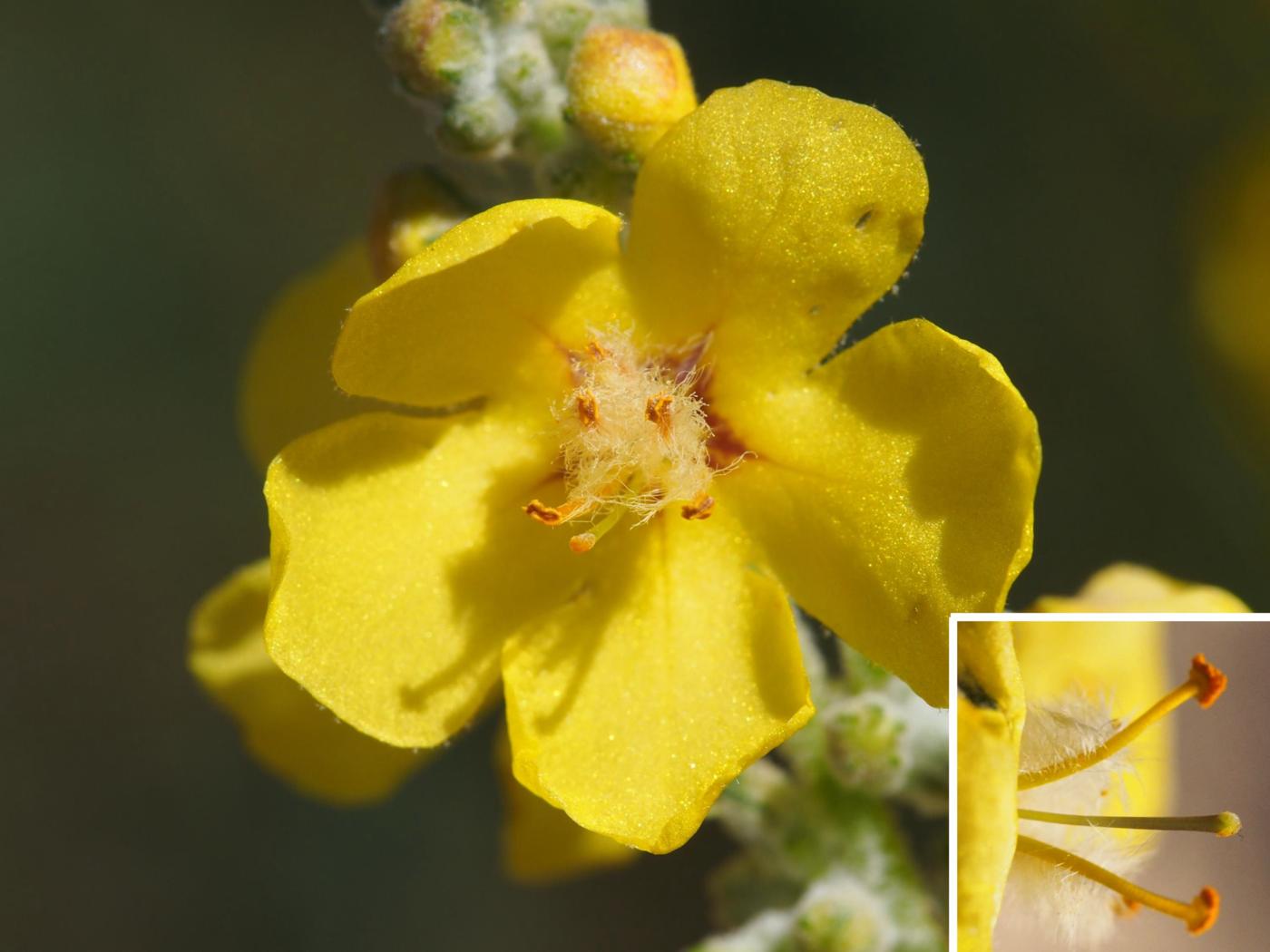 Mullein, Hoary flower